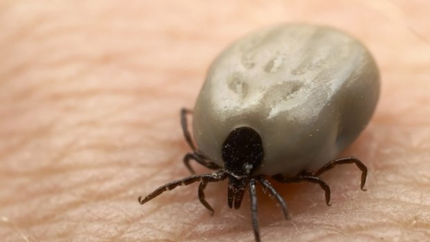 Lyme disease sufferers in Australia are struggling to convince medical experts the disease exists in this country.