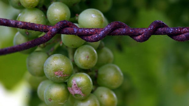 Welcome news ... industry is producing fewer wine grapes.