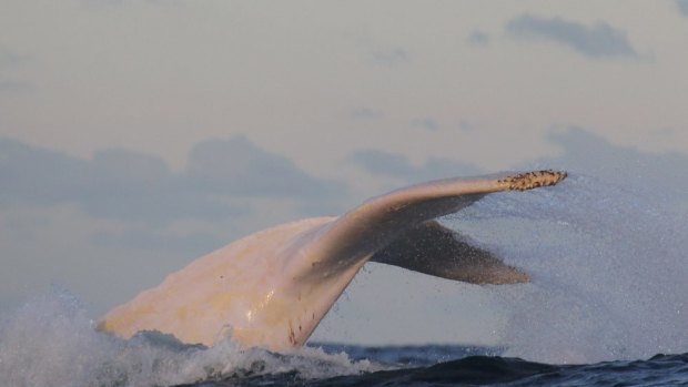 Migaloo in Botany Bay as he makes his way up the east coast.