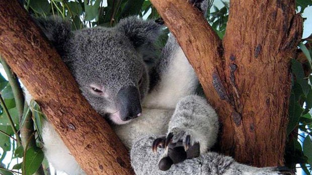 Pan Da became an icon for koala conservation and garnered more than 13,000 fans on Facebook.