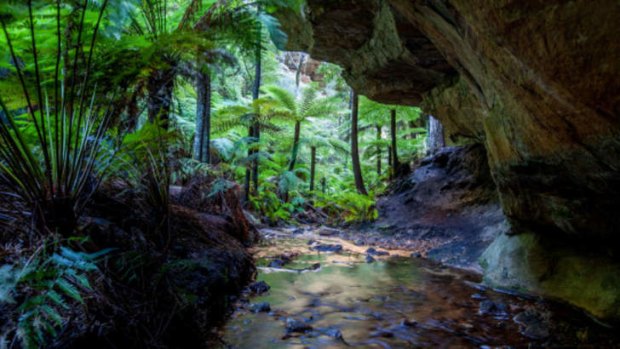 Ferns near Katoomba.