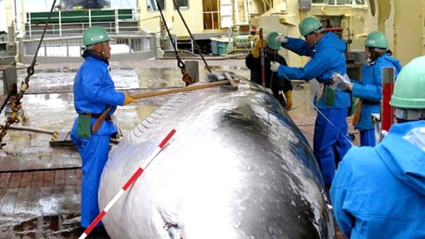Australia has won its case against Japanese whaling Antarctica.