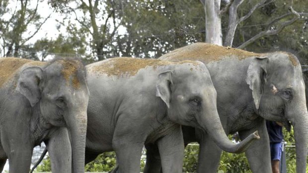 Kulab,  Dokkoon and Num-Oi at Melbourne Zoo.