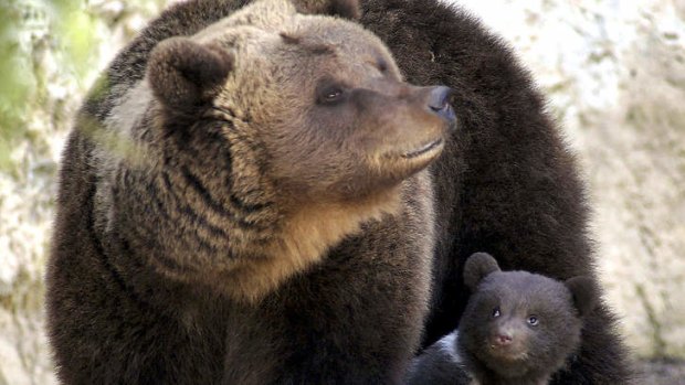 Six people were attacked by bears in one day in the US, including four by grizzly bears.