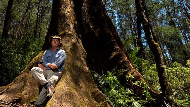 Thin on the ground: Ecologist David Lindenmayer worries about the worldwide demise of large trees and the impact on wildlife that depends on them for habitat.