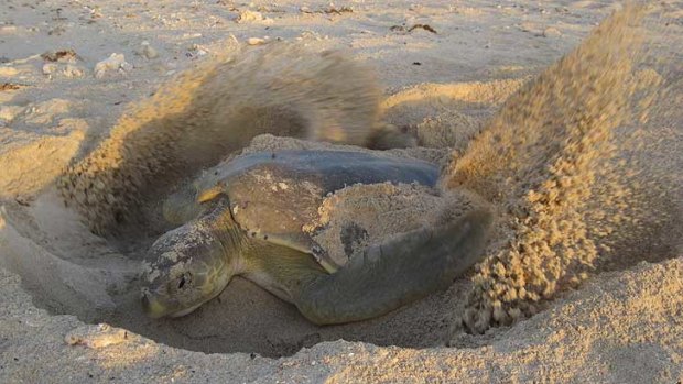 Flatback turtle nesting on Eighty Mile Beach.