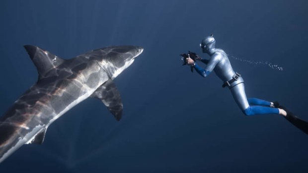 Say cheese: World record-holding free diver and shark researcher William Winram films a shark at close quarters.