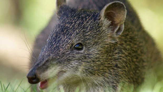 Melbourne's southern brown bandicoot population had been rapidly declining.