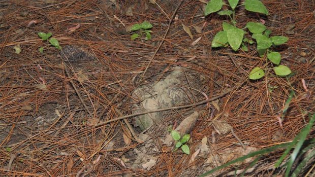 The first shoe found in bushland which police believe belonged to Daniel Morcombe. Photo: Supplied.