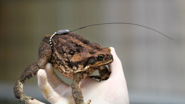 University of Sydney researchers have attached  tracking devices to cane toads to measure their range and speed of travel.  