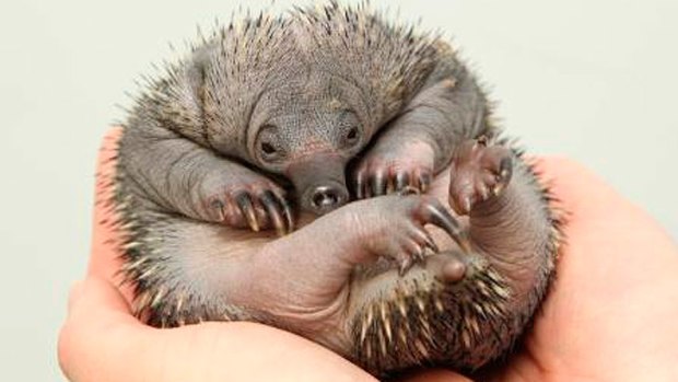 Baby echidnas born at Perth Zoo have challenged previous assumptions about the breeding habits of the mammals.