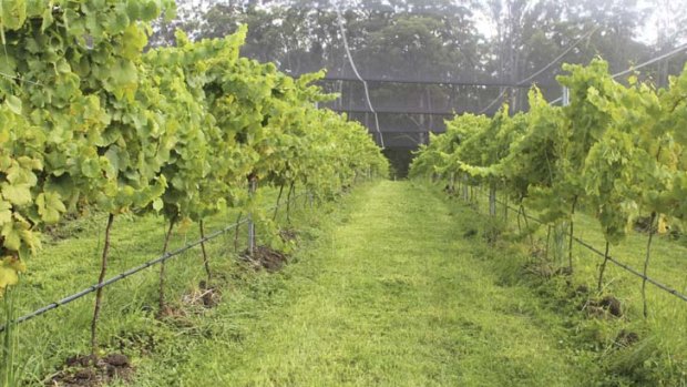 Sensitive to climate change ... experts discover most grapes mature faster in warmer climates.