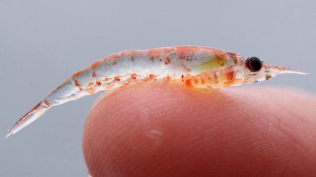 Krill stocks threatened by demand for omega-3, Sea Shepherd claims.