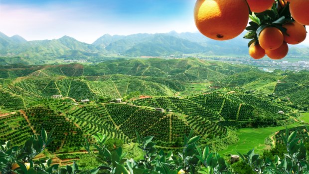 China's second-biggest citrus grower Dongfang is seeking to list on the ASX.