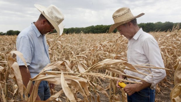 Fields of pain &#8230; Arlan and David Stackley inspect a drought-affected cornfield in Kansas.