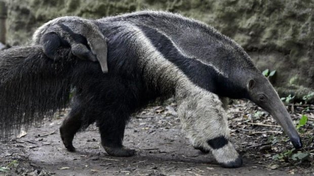 A one-month-old anteater rides on her mother's back at a zoo in Colombia.