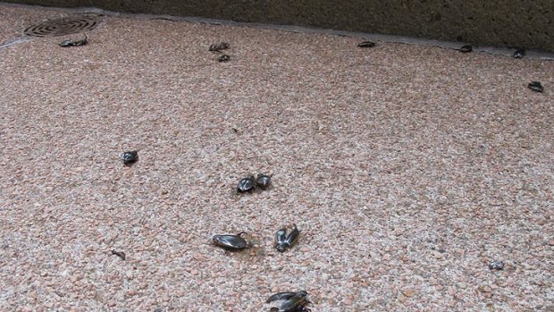 Diving beetles, seen here near the Cenotaph in Brisbane’s CBD, have infiltrated the city.