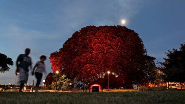 Twilight treat ...  Allan Giddy's artwork  Earth v Sky  lights up two Moreton Bay fig trees at Glebe Foreshore Parks with the colours of the sunset projected onto the trees.