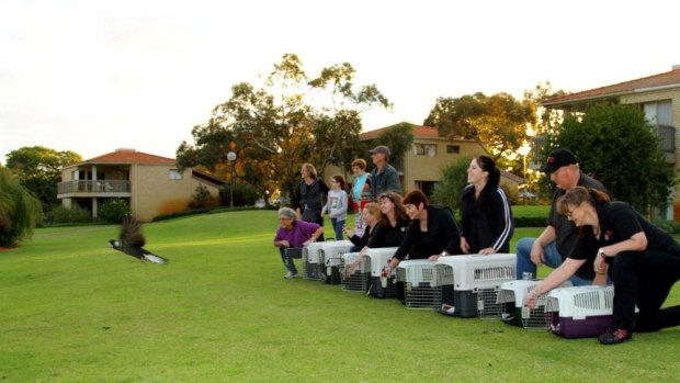 Release of Carnaby's cockatoos at The Vines.