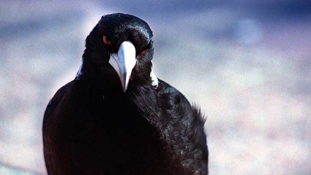 Fearless ... size doesn't count for a magpie protecting its nest.