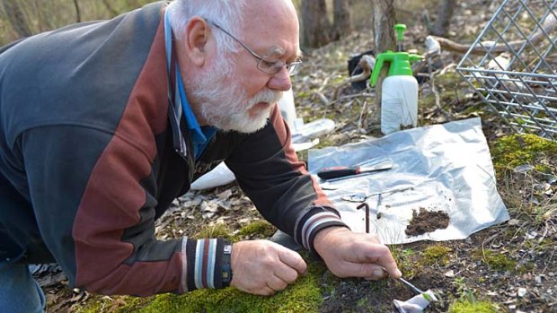 Neil Anterton takes a sample from the endangered rosella spider orchid.