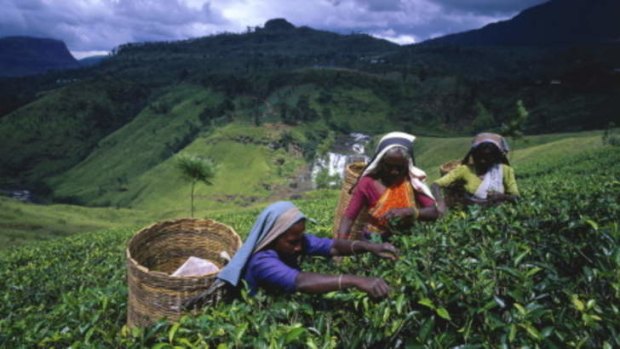 Tea time: Sri Lanka tours cover similar ground.