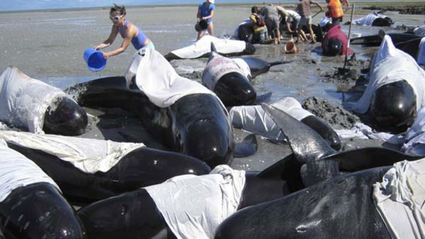 Ebb and flow ... rescuers work to save a pod of whales beached at Puponga Point in New Zealand’s Golden Bay.
