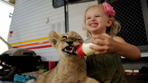 Two-year-old Pesaeus West bottle feeds Zaire a nine-week-old lion cub that is part of Stardust Circus at the Queanbeyan Showgrounds.