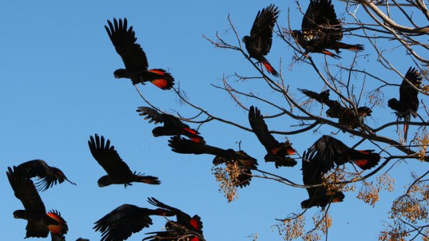 The Red Tailed Black Cockatoo is on of the many endangered species in the region.