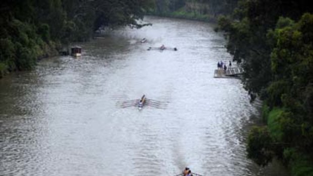 Rowers of all ages battle it out in one of Australia's great races on the Yarra River yesterday.