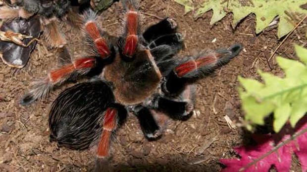 The South American bird spider police say they found in Dee Why home.