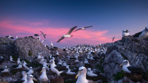 Albatross island is one of only three breeding localities for Australia's endemic shy albatross.