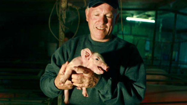 No one wants a smelly piggery in town, no matter how tasty the ham...Richard Bligh checks a piglet.