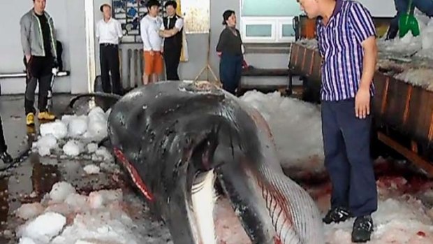 Catch of the day ... a minke whale caught "accidentally" in fishing nets is auctioned for 67 million won ($57 000).