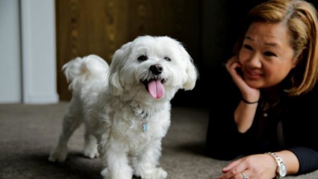 Happy chappy: Marco the Maltese terrier, pictured with owner Sandy Junior, has undergone treatment for his mental health problems. 