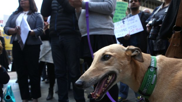 SYDNEY, AUSTRALIA - OCTOBER 23: Animal lovers and members of the public join together at Martin Place to protest Mike Baird and the State Government's flipback on their decision earlier this year to ban greyhound racing permanently in NSW on October 23, 2016 in Sydney, Australia. (Photo by James Alcock/Fairfax Media)
