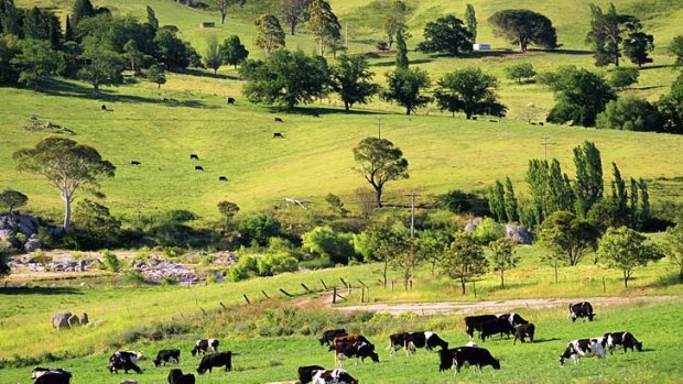 Green acres ... Bega's lush pastures support a thriving dairy industry.