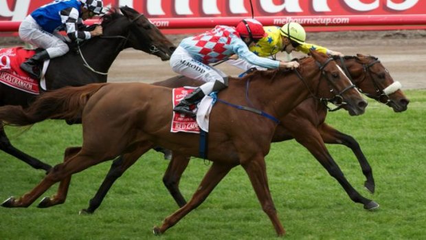 Racing Victoria officials are investigating the possibility of races such as the Melbourne Cup being broadcast in several different languages.