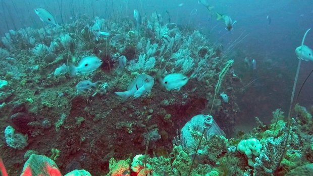 Beautiful underwater scenery at Wilsons Prom. Photo courtesy Parks Victoria