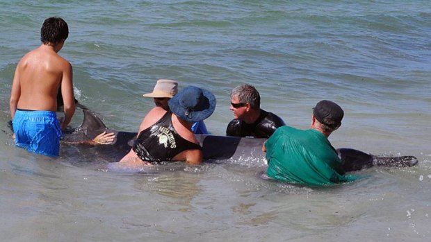 Several beachgoers helped return the whales to the ocean.