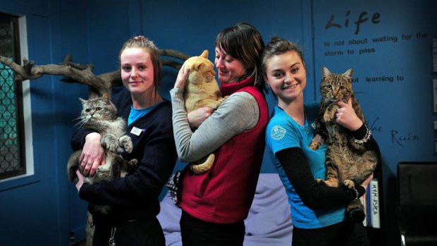 Alicia Coutts' ACT RSPCA workmates, from left, holding the silver cat "London" Hannah Mostead, holding the gold cat "Olympus" Belinda Gibbs, and holding the bronze cat "Arty" Lauren Gillan.