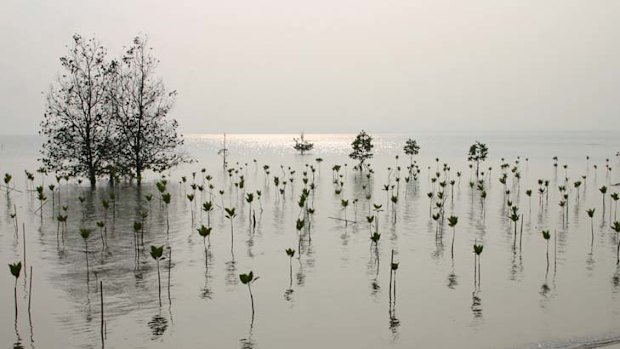 Cycling view ... mangroves.