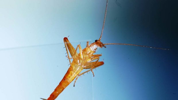 This photo supplied by the University of Cape Town shows a Cape cockroach that can jump and has been named as one of the world's new top 10 species.
