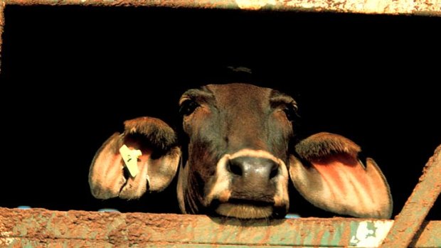 Indonesian abattoirs will not slaughter Australian cattle after being suspended indefinitely.