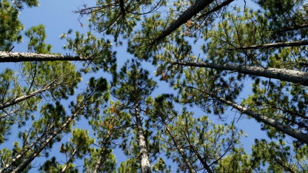 A study has found that afforestation is not a response to temperature control.