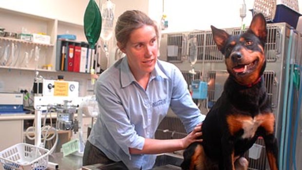 Vet Alison Moore treats kelpie Jess for Bairnsdale ulcer, which infected 39 humans in Victoria last year.