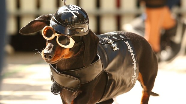 Mini dachshund Chilli, dressed as a biker dog competes in the Hophaus Southgate inaugural best dressed dachshund competition.