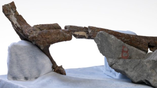 The fossilised piece of pelvis.