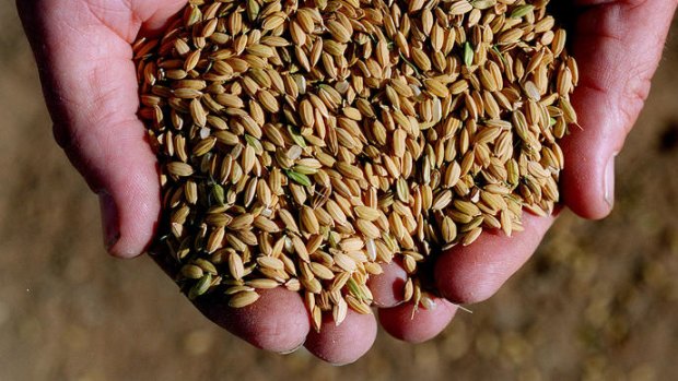 Genetically modified grains of rice can produce a key protein of human blood.