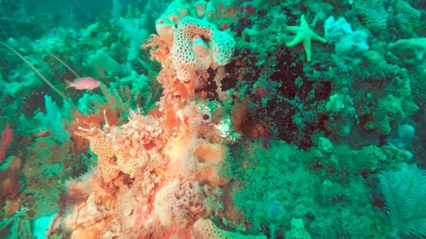 The rich biodiversity under the waves off Wilsons Prom. Photo courtesy Parks Victoria